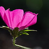 mainerock > Pink Flower Edited