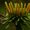 mainerock > The Amazing Bug World photo