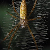 mainerock > The Amazing Bug World photo