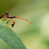 mainerock > The Amazing Bug World photo