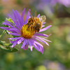 mainerock > The Amazing Bug World photo