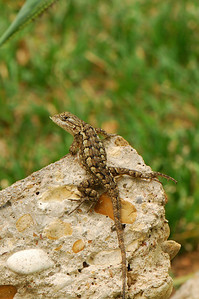 9/1/08  I enjoyed watching lizard hop around on his cement pile today.  He would jump from one piece to the other, and then dash out into the yard to catch a bug.