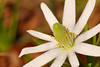 mainerock > Ten Petal Anenome