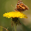 mainerock > American Lady on dandelion