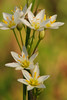 mainerock > False Garlic