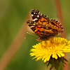 mainerock > American Lady on dandelion