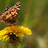 mainerock > American Lady on dandelion