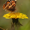 mainerock > American Lady on dandelion