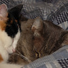 mainerock > Toby and Sadalia Jane photo