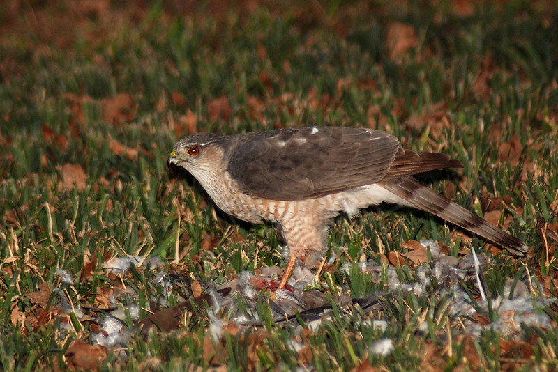 mainerock > 2/27/2008  This hawk took a bird in my yard and then to it to the neighbor's yard to consume it.