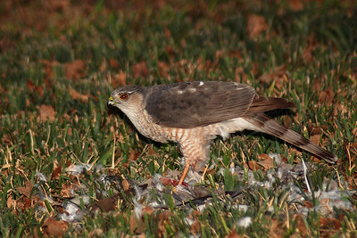 2/27/2008  This hawk took a bird in my yard and then to it to the neighbor's yard to consume it.