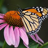 mainerock > Monarch on Coneflower