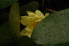 mainerock > Shy Pond Lily