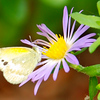 mainerock > Dainty Sulpher on Texas Aster