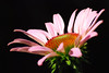 mainerock > Flowers and Butterflies photo