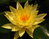 mainerock > Flowers and Butterflies photo
