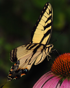  > Eastern Tiger Swallowtail on Coneflower
