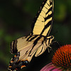 mainerock > Eastern Tiger Swallowtail on Coneflower