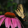 mainerock > Eastern Tiger Swallowtail on Coneflower