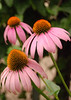 mainerock > Flowers and Butterflies photo