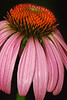 mainerock > Flowers and Butterflies photo