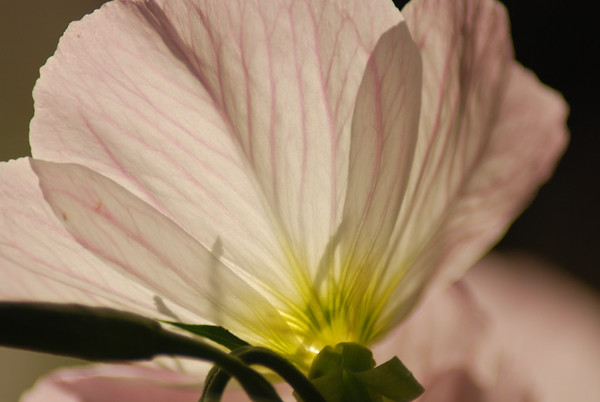 mainerock > Flowers and Butterflies photo