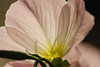 mainerock > Flowers and Butterflies photo