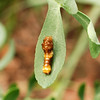 mainerock > Giant Swallowtail larva