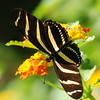 mainerock > Zebra Heliconian