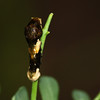 mainerock > Giant Swallowtail larva