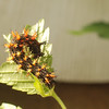 mainerock > Question Mark larva
