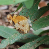 mainerock > Pearl Crescent laying eggs on aster