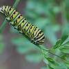 mainerock > Black Swallowtail larva