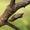 mainerock > Awesome camoflage!