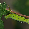 mainerock > Butterflies and Other Flying Things In My Yard photo
