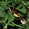 Butterflies and Other Flying Things In My Yard : In the Spring of 2007 I planted a butterfly garden in my yard in Fort Worth, TX.  I had over 30 different kinds of butterflies in the first year.  It's my goal to get good photos of them all!