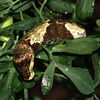 mainerock > Giant Swallowtail larva