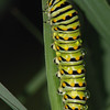 mainerock > Black Swallowtail larva