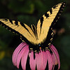 mainerock > Eastern Tiger Swallowtail