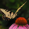 mainerock > Eastern Tiger Swallowtail