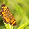 mainerock > Pearl Crescent