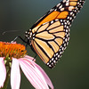 mainerock > Monarch
