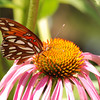 mainerock > Gulf Fritillary