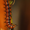 mainerock > Gulf Fritillary--I just bought the passion vine a couple weeks ago to attract the gulf fritillary.  This guy must have come with the plant.  He's eaten almost all the leaves!