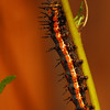 mainerock > Gulf Fritillary larva