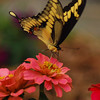 mainerock > Giant Swallowtail