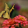 mainerock > Giant Swallowtail