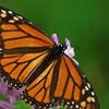 mainerock > Monarch