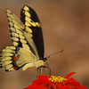 mainerock > Giant Swallowtail