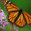 mainerock > Monarch